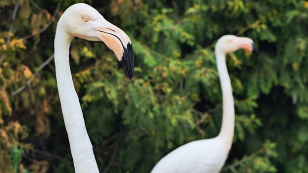 Greater flamingo bending graceful neck near blurred companion, lush vegetation surrounding exotic bird in captive habitat