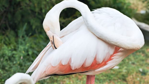 Close-up of a greater flamingo cleaning its plumage in a zoo, showing the beautiful pink and white colors of its feathers