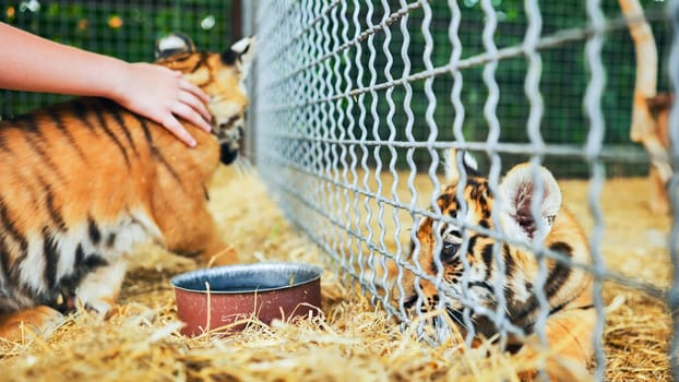 Zookeeper taking care of tiger cubs, petting one while another one looks from behind a cage