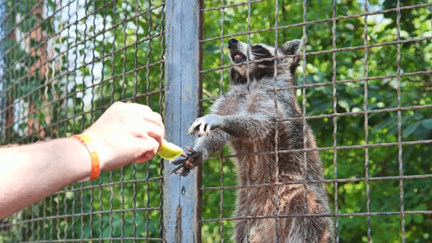 Raccoon behind a metal mesh fence reaching out to take food from a zoo visitor