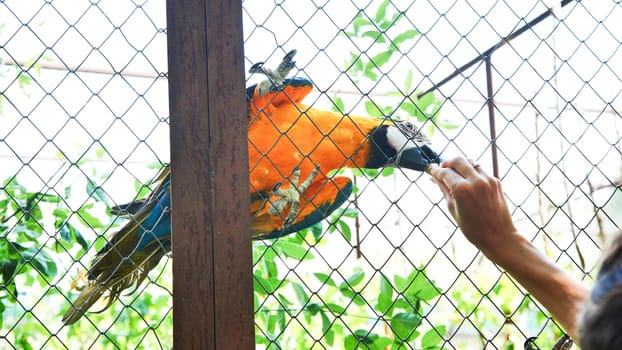 Zookeeper feeding a beautiful blue and yellow macaw through a wire mesh fence in a safari park