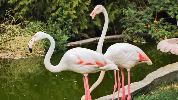 Two flamingos standing gracefully by a tranquil pond in a zoo, while a turtle rests peacefully on the edge of the water