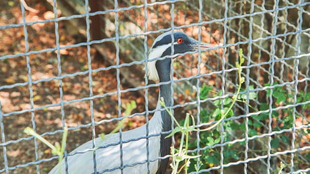 Demoiselle crane standing in its cage at the zoo