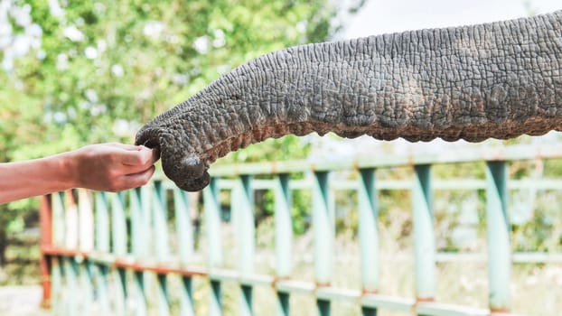 Zookeeper hand feeding large elephant with fresh fruit through protective metal barrier, capturing close wildlife connection at sunny safari park