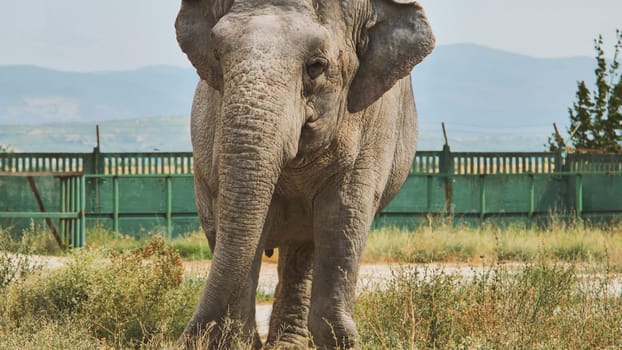 Large, majestic elephant standing in its enclosure at the zoo, enjoying a sunny day