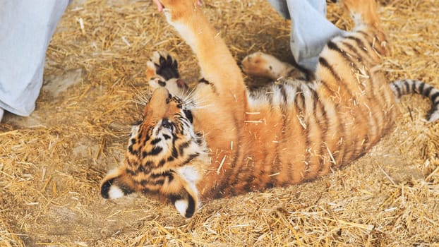 Young tiger cub playing with zookeeper on straw bedding in zoo enclosure