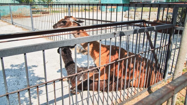 Two llamas are resting inside their enclosure at the zoo, enjoying the shade on a bright sunny day