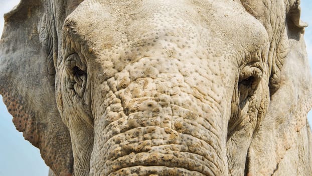 Captivating portrait of an elephant, featuring wrinkled skin and expressive eyes that reveal the emotional depth of these majestic creatures