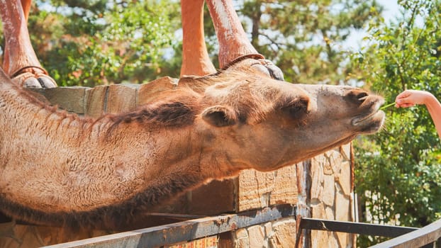 Camel stretching its neck and eating grass from hand in zoo