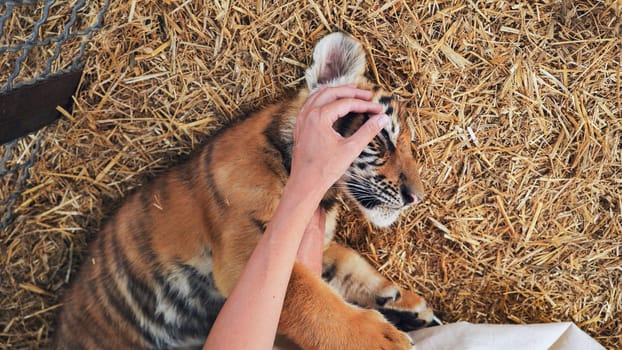 Veterinarian examining a playful tiger cub lying on its back on straw inside a cage in a safari park