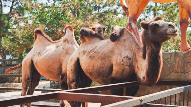 Two bactrian camels standing near metal fence in zoo enclosure during summer day