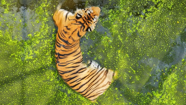 Majestic tiger cooling off in green algae water, enjoying a refreshing swim while basking in the summer sun at the zoo