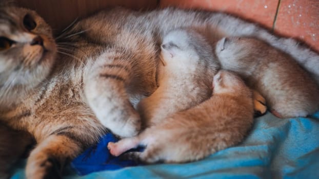 Mother cat breastfeeding her newborn kittens lying on a blue blanket