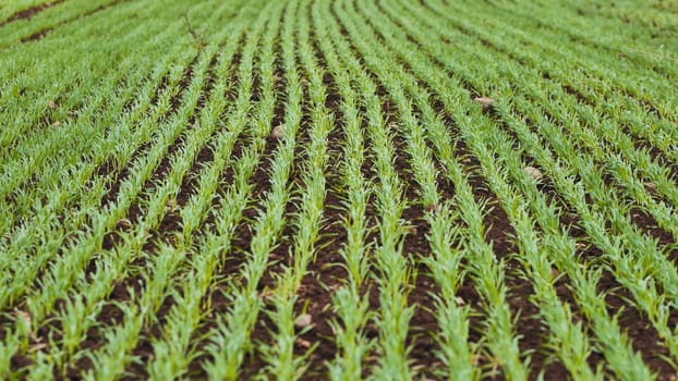 Green wheat seedlings stretching across fertile ground, forming orderly rows with soft verdant and earthy tones