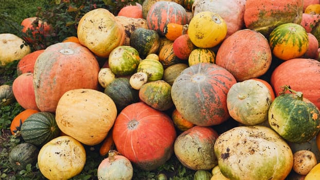 Various pumpkins and gourds forming a large pile in a field, celebrating autumn harvest