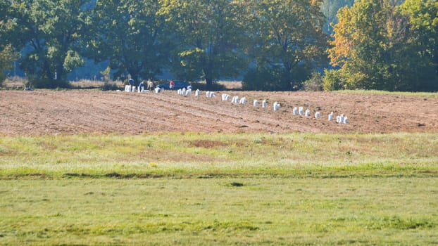 Farmers harvesting potatoes in a field filling white sacks on a sunny autumn day near green forest