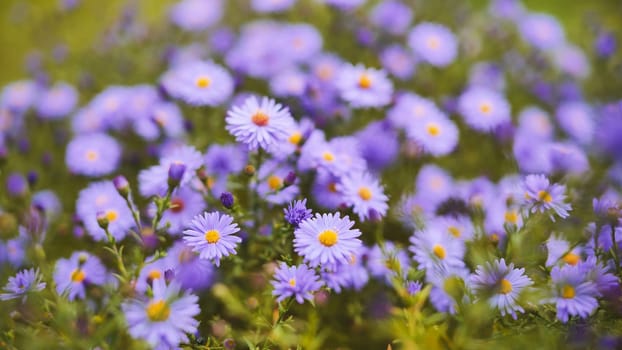 Beautiful purple aster flowers with yellow center blooming in garden during summer day, creating vibrant and colorful scene