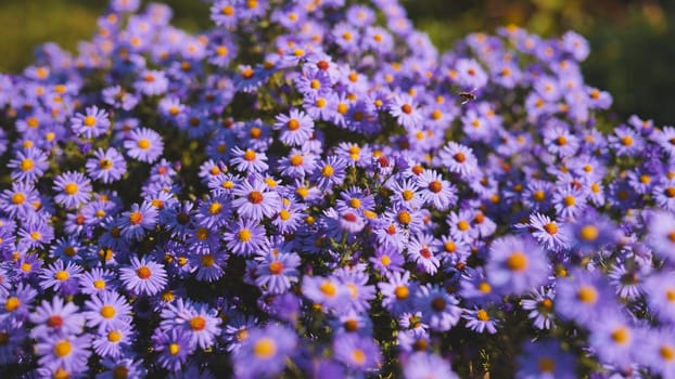 Vibrant purple aster blossoming among lush greenery, capturing seasonal garden beauty with delicate floral elegance