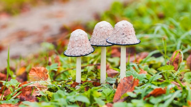 Delicate shaggy ink cap mushrooms sprouting from lush grass, surrounded by colorful fallen autumn leaves, create a serene woodland scene