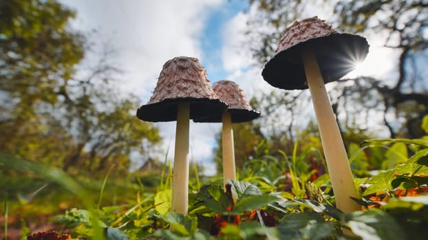 Low angle view of shaggy ink cap mushrooms growing in a forest during autumn, with sunlight filtering through the trees