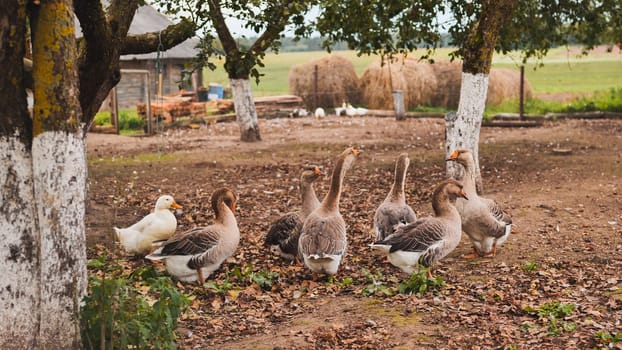 Flock of geese and ducks standing on ground in rural farmyard during sunny autumn day