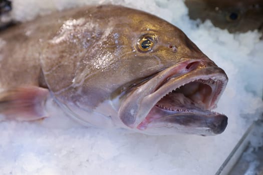 Dusky grouper or Epinephelus marginatus or Sfirida fish on ice attract customers seeking quality and freshness for their meals in Greek fish market.