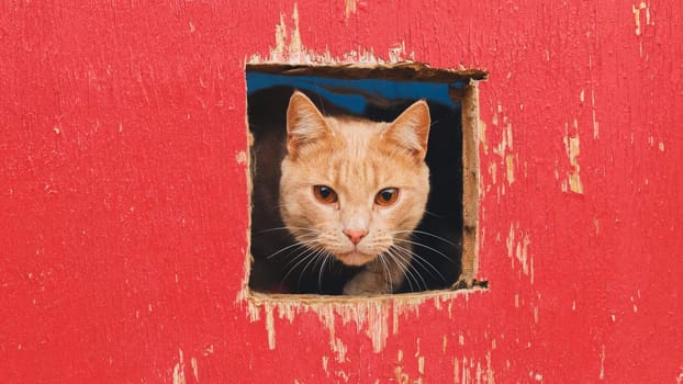 Ginger cat looking through square hole in bright red painted wooden fence