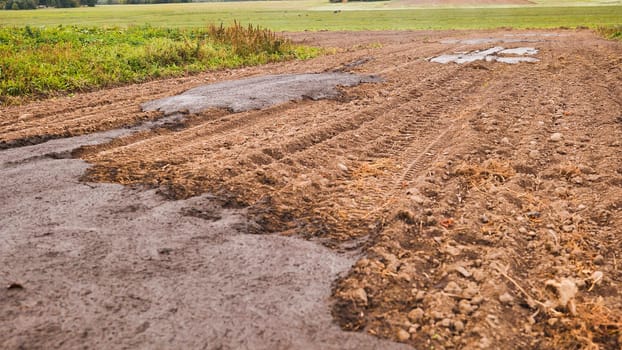 Cow manure in the field. Natural fertilizer
