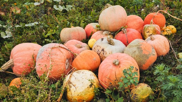 Vibrant orange pumpkins scattered across rural ground, highlighting autumnal harvest landscape with rustic agricultural charm