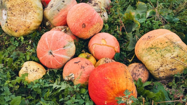 Pumpkins of varying ripeness and sizes lie on the ground, showcasing a mix of orange, yellow, and green hues