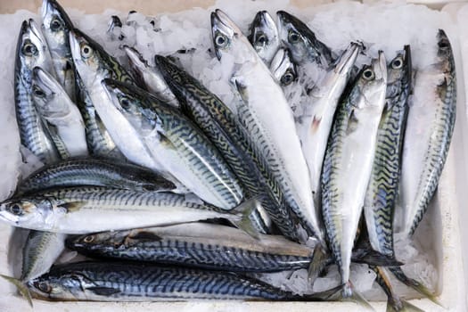 Mackerel fishes in box at Greek fish market. Horizontal. Top view.