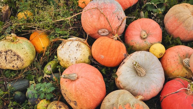 Colorful pumpkins and gourds lying on the grass create a beautiful autumn still life