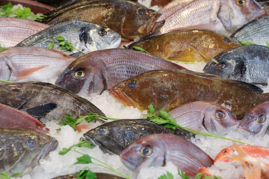 Vibrant fish market showcasing an array of fresh seafood. Customers admire different fish types resting on ice, highlighting Greek culinary culture and offerings.