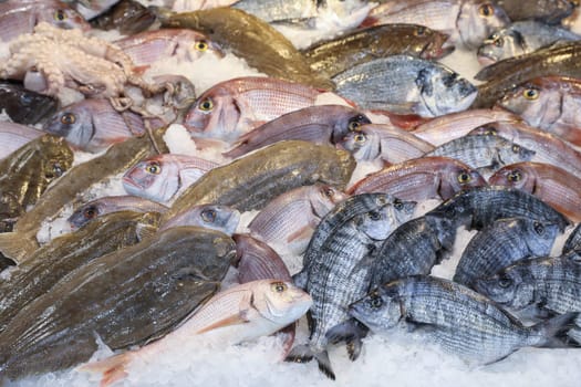Vibrant displays of fresh fish and seafood in Greek fish market. Horizontal.