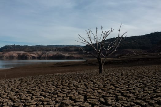 Aerial view of the ground and dry trees in the Sau reservoir,