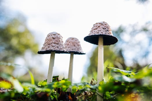Wild mushrooms with shaggy caps growing in a field of green grass