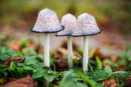 Coprinus comatus mushrooms growing in green grass during autumn season