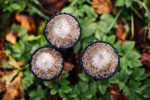 Top view of three hare's foot inkcap mushrooms growing among green grass and dry leaves