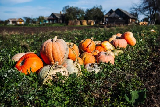 Ripe pumpkins resting on the ground in a farm field, ready for picking and processing