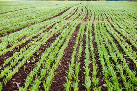 Even rows of young wheat plants growing in fertile soil on a farm