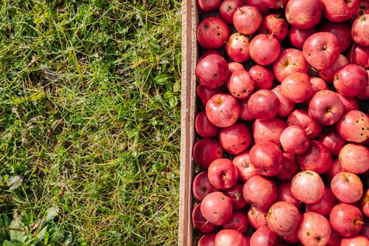 Ripe red apples with minor blemishes rest in a wooden crate on a vibrant green grass background, suggesting a recent harvest