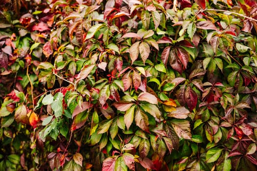 Close-up of colorful autumn leaves forming a vibrant tapestry of nature's beauty