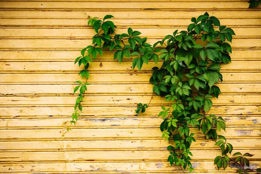 Green ivy leaves climbing a yellow weathered wooden wall