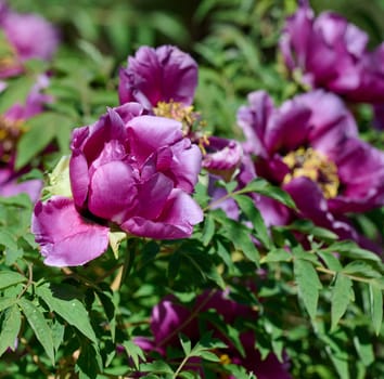 Lush purple peony flowers with vibrant yellow stamens, in full bloom amidst dense green foliage in a garden setting