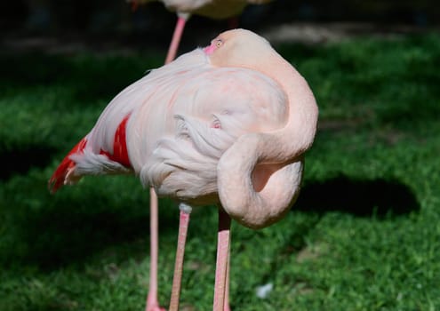 Pink flamingo arched its neck, sunny day