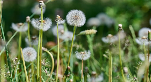 Several fluffy dandelion seed heads on slender stems among grass and other plants. Soft, diffused light