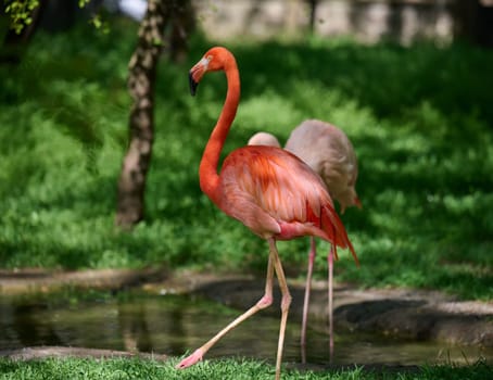 A pink flamingo stands tall at the edge of a pond, surrounded by lush green grass
