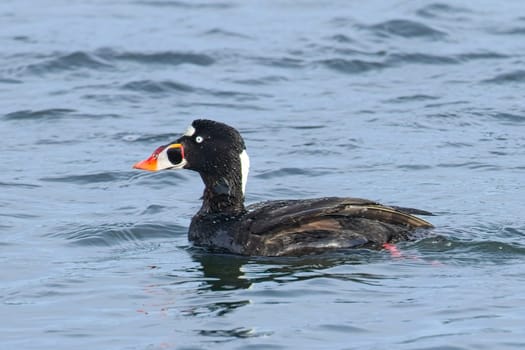 A surf scoter swims in the sea water in a bay at Neah Bay, Washington.