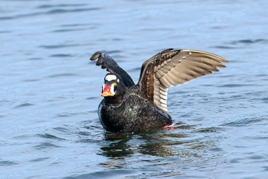 A surf scoterflaps its wings in the sea water in a bay at Neah Bay, Washington.