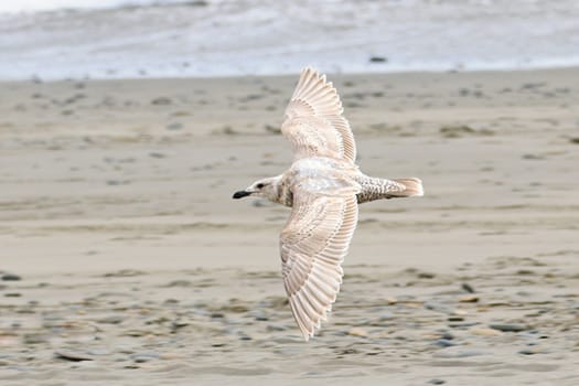 A juvenile glaucous gull is flying just above the beach at La Push, Washington.